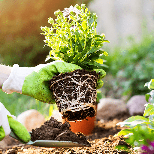Plant Parts