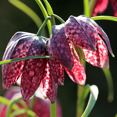 Floral Forms