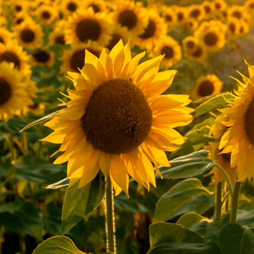 Sunshine and Sunflowers